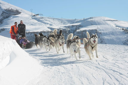 Saint François Longchamp top things to do - Ride sled dogs - Copyright SFL