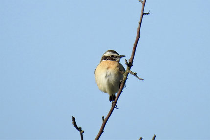 Noch ist das Braunkehlchen nur ein Durchzügler. Foto: Udo Baake