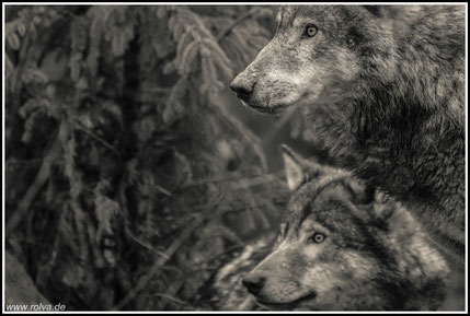 canis lupus#Wolf#Porträt#Roland Valter#rolva#Natur-Fotografie#Aachen 