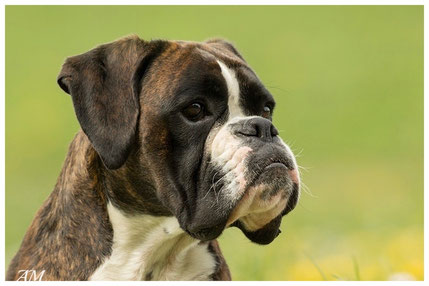 Boxer Hund vonderwaldnielerheide Europasieger