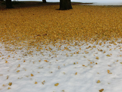 ●イチョウの落ち葉に雪が積もるめずらしい光景（野川公園にて）