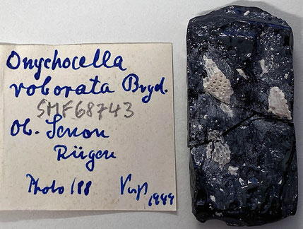 Senckenberg, Bryozoa, Bryozoen, Moostierchen, Sammlung Voigt