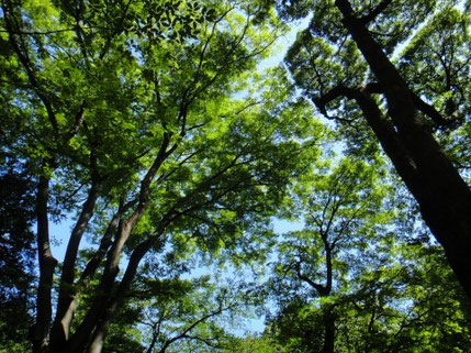 公園