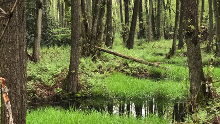 Naturnaher Moorwald im Beecker Wald - Foto G.Kaufhold