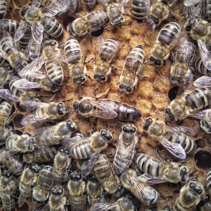 Bienenkönigin im Mittelpunkt