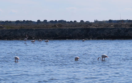 Bild: in den Salinen von Aigues-Mortes 