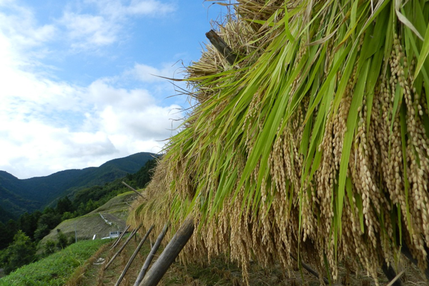愛媛たいき農業協同組合 営農部　蔵川エコ米（てんたかく）の稲刈り後の天日干しの様子