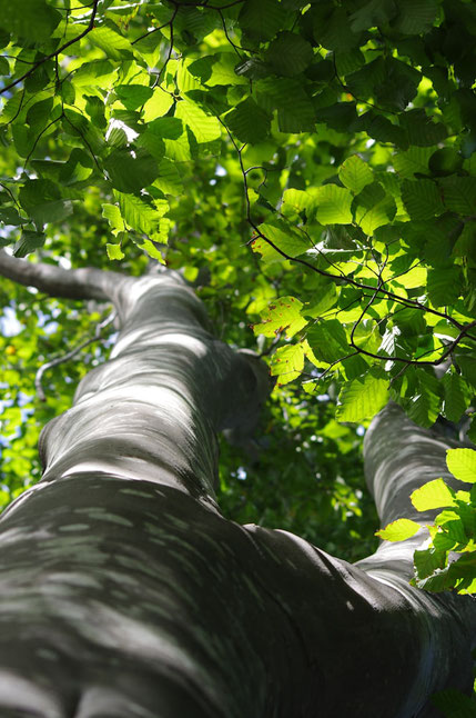 Die achtsamkeitsbasierte Waldtherapie in Rissen Hamburg ist hilfreich, wenn es um Fragen der eigenen Entwicklung, Wandlung, um Selbsterkenntnis und Selbstverwirklichung, Gesundheit und seelische Widerstandsfähigkeit geht. 