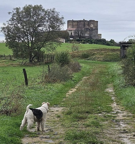 Château de Montmorin. chiens acceptés