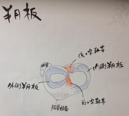 半月板の構造(右足 下が前面)