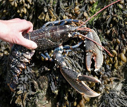 Imagirance- Homard des rochers de la Rance