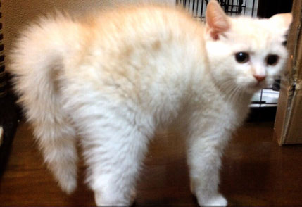Cast Profile Cat Cafe Nyantasista 八尾市の猫カフェ ニャンタジスタ Cast Profile Cat Cafe Nyantasista 八尾市の猫カフェ ニャンタジスタ