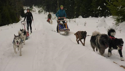 Dogtrekking Dogtrekking Dogtrekking Elbsandstein-Dogtrekking ESDT Harz-Dogtrekking