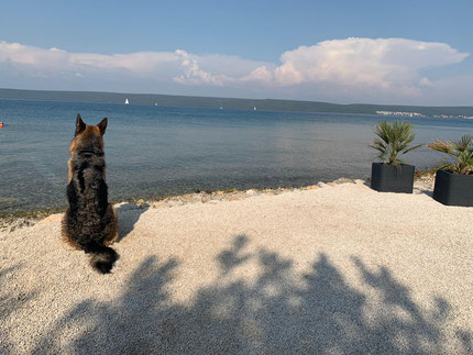 optimal für Hunde, Haustiere erlaubt, hundefreundlich, Suite Zveretter, Zimmer mit Frühstück