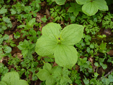 Die Vierblättrige Einbeere (Paris quadrifolia) ist im Oldenburger Holz zu sehen.