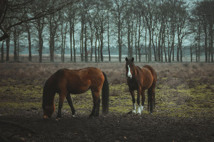 €69,-Printed on canvas, aluminum, forex, without watermarks. Hanging Kit included.