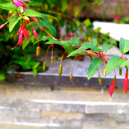 onrijpe fuchsia bessen