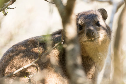 Das "Vampir-Dassie"