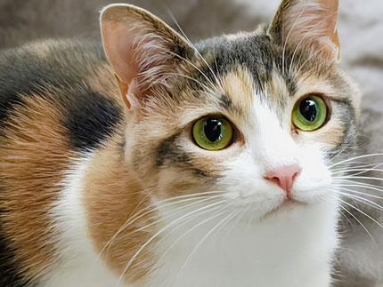 迷子猫のイメージ画像