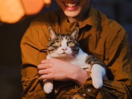 迷子猫と再会できたイメージ画像