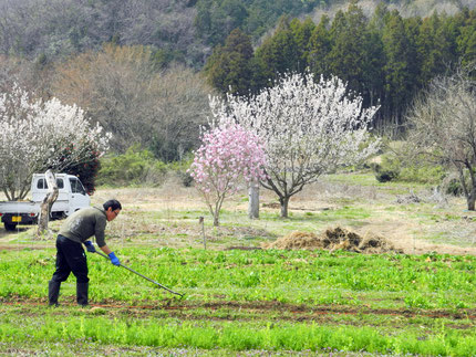 使う道具はクワやカマなど。石油燃料は使いません。