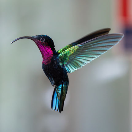 Vögel Martinique