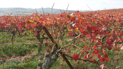 La vigne et le vignoble à Limoux, dans l'Aude