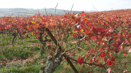 La vigne et le vignoble à Limoux, dans l'Aude