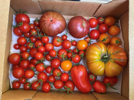 Abb. 2: Tomatenvielfalt. Foto: Dr. Birgit Rengstl