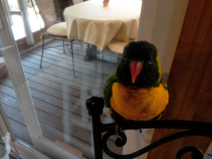 Le Bosquet ル ボスケ 北軽井沢 嬬恋村 カフェ