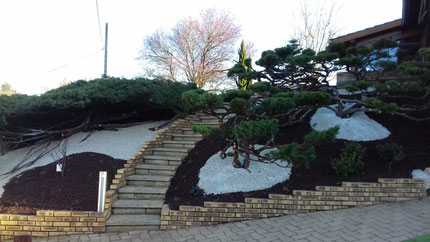 Taille Niwaki sur arbustes Juniperus à Saint-Etienne-sur-Chalaronne (01)