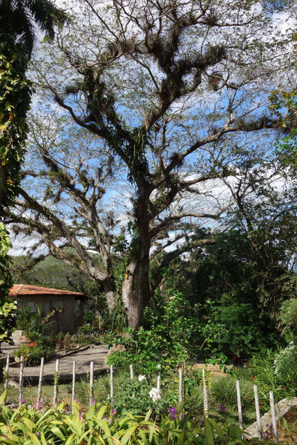 Cuba, Orquiderario de Soroa 
