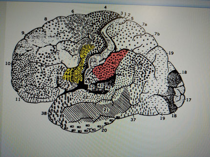 Рис. 1. Это расположение зеркальных нейронов, места особого скопления обозначены цветом. Мы видим, что скопления находятся в моторных и премоторных  полях КГМ и в нижнетеменных ( афферентных моторных). Источник в статье выше.
