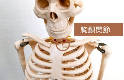 骨格模型で胸鎖関節を示した画像