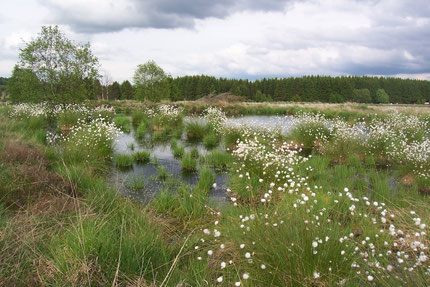 The high Fens - Waimes