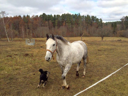 Horseback riding in Tervete Nature Park