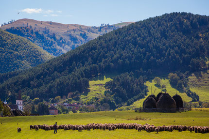 The sheep cheese route Marginimea Sibiului