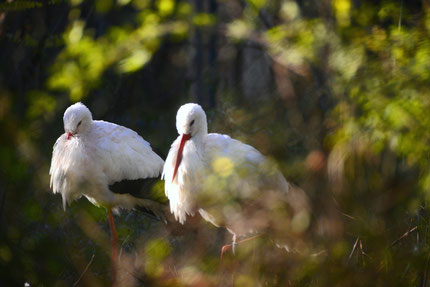 Birdwatching in Parco del Mincio