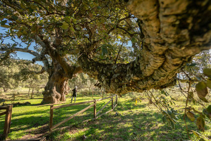 Giant trees in the Ambroz Valley