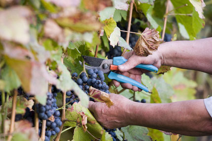 Wine - Parco del Mincio