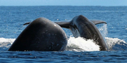 Whale watching Azores