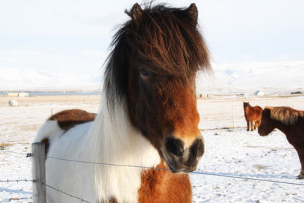 Top things to do - horseback Riding