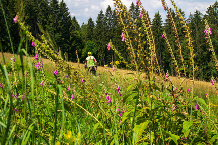 Nature in Luhacovice