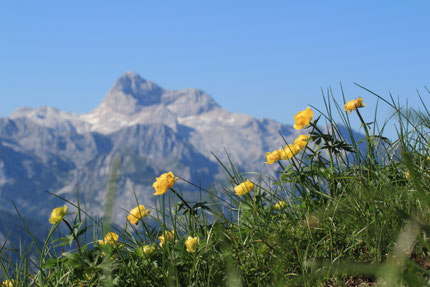 International Wild Flowers Festival