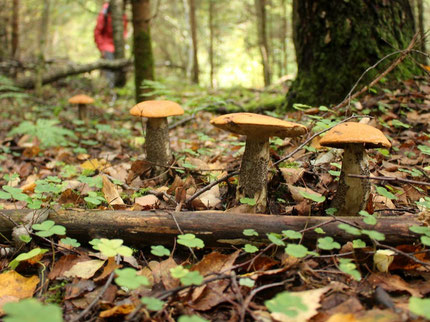 Top things to do in Soomaa Mushroooming trips
