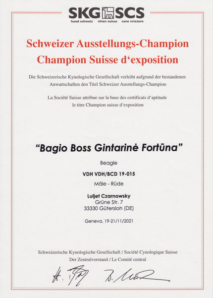 Bagio Boss Gintarine Fortuna * Lord James *, Czarnowsky , Beagle, Beagle, Beagle, Beagle, Beagle, Champions, Winner, the Best, Love, Star
