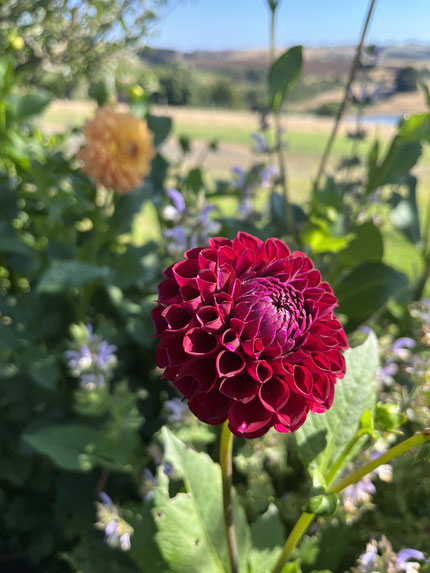 Growing your own flowers - slow living.