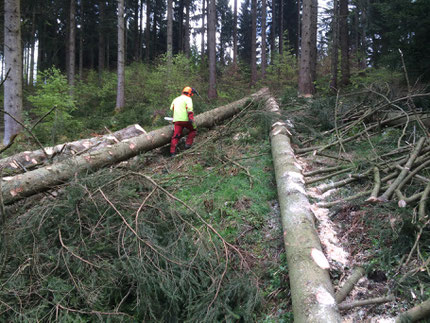 Holzernte / Durchforstung im Wald