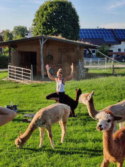 Yoga auf der Alpakaweide mit Leni