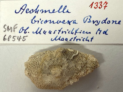 Senckenberg, Bryozoa, Bryozoen, Moostierchen, Sammlung Voigt